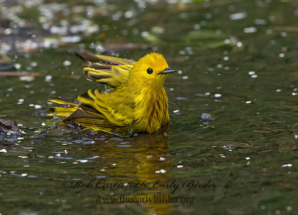 Setophaga petechia  YELLOW WARBLER 9046254z