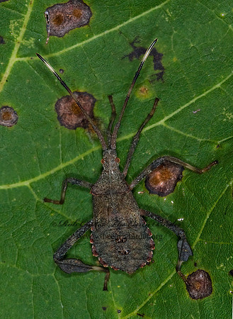 Acanthocephala terminalis 6013990 z