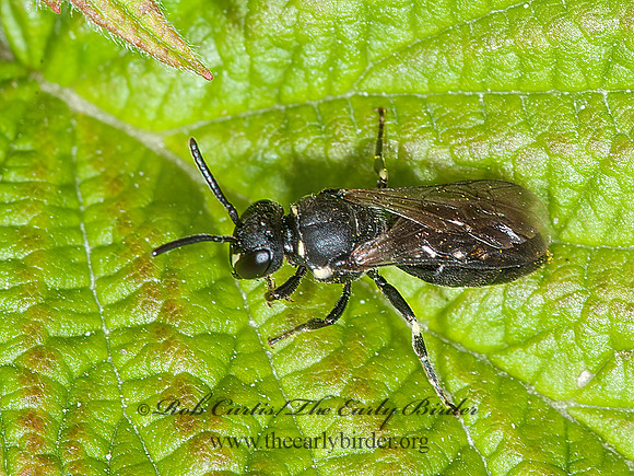 Hylaeus verticalis  NORTHERN MASKED BEE 8035014z