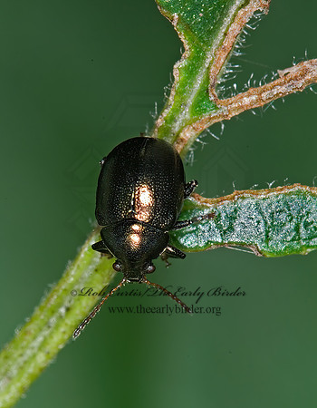 Brachypnoea margeatae or convexa 6010798z