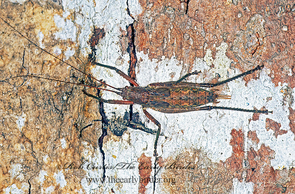 Bliastes TRUE KATYDID 196518z
