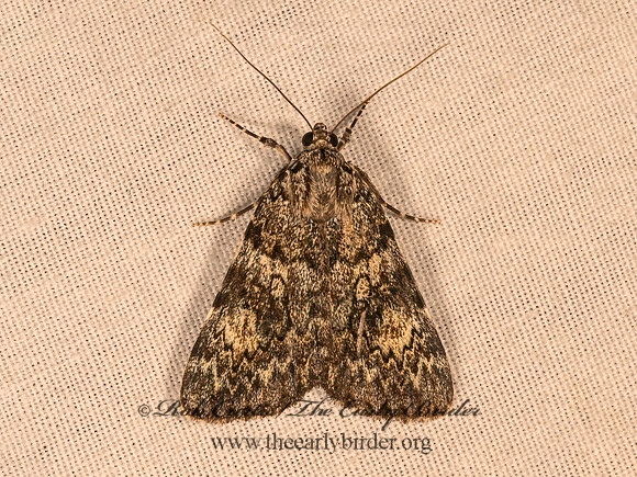Catocala amica complex  GIRLFRIEND & LITTLE LINED UNDERWINGS 9081717z