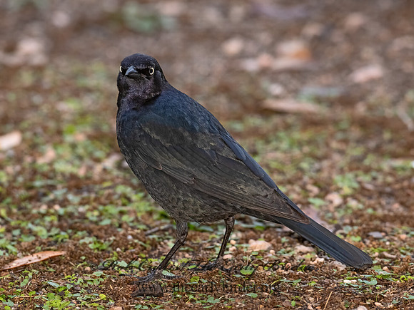 Euphagus cyanocephalus  BREWER'S BLACKBIRD 3029999z