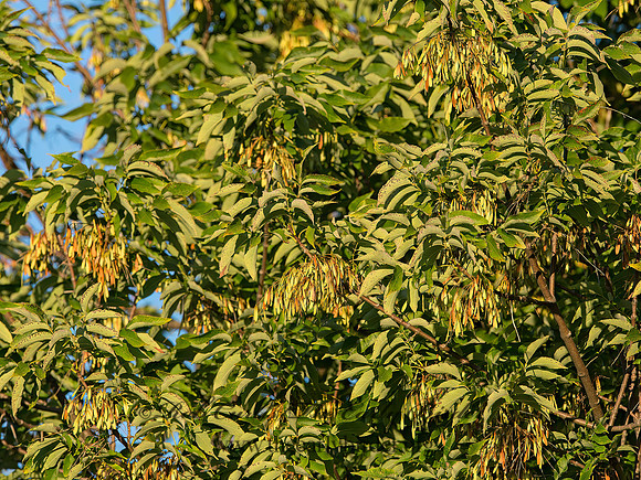 Fraxinus americana  WHITE ASH 9041104z