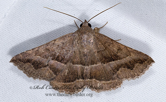Lesmone detrahens DETRACTED OWLET MOTH 7008679 z