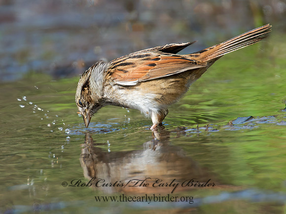Melospiza georgiana  SWAMP SPARROW 9005355z