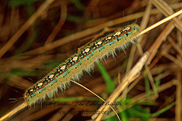 Malacosoma disstria FOREST TENT CATERPILLAR 86917z