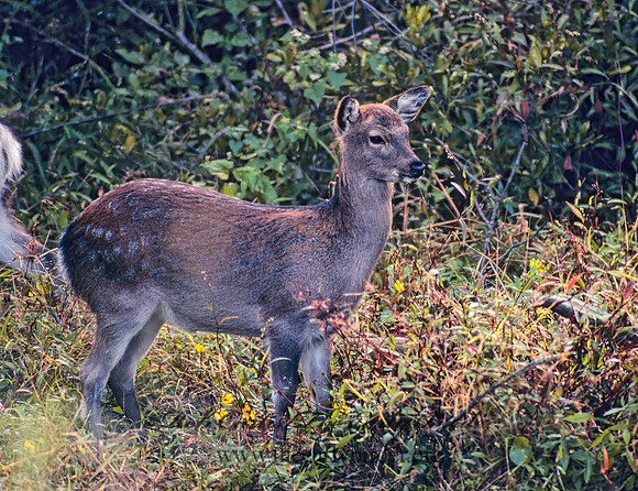 Cervus nippon taivanus  SIKA DEER 45014z