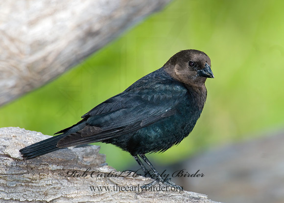 Molothrus ater  BROWN-HEADED COWBIRD  6006171z