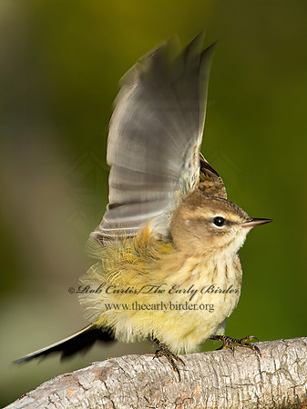 Setophaga palmarum  PALM WARBLER 9005673z