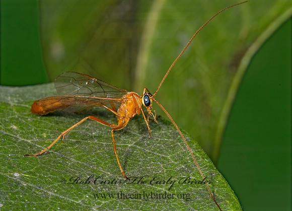 Enicospilus purgatus  OPHIONINAE ICHNEUMON 5014924z