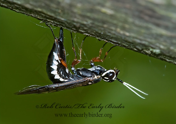 Xiphydria maculata 5008330z