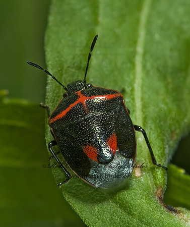 Cosmopepla lintneriana 5010923z