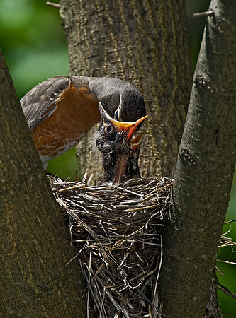 Turdus migratorius  AMERICAN ROBIN 6006215z