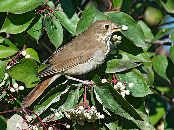 Catharus guttatus  HERMIT THRUSH 9015503z