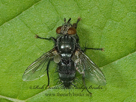 Voria ruralis  TACHINID FLY 5016060z