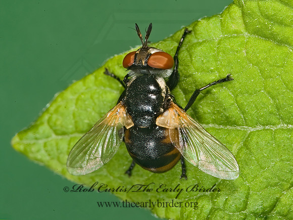 Gymnosoma  PHASIINAE TACHINID FLY 8005149z