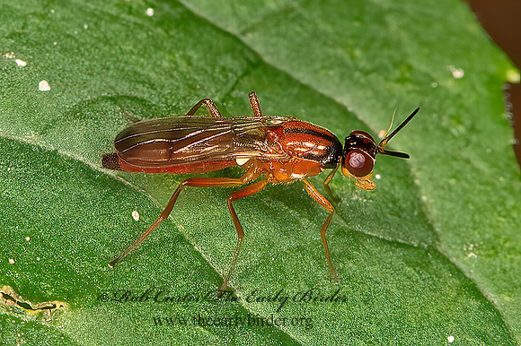 Loxocera cylindrica  RUST FLY 9066550z