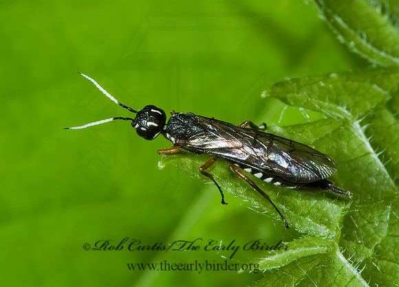 Xiphydria maculata 5008202z