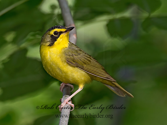 Geothlypis formosa  KENTUCKY WARBLER 9023171 z