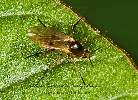 Trichonta  FUNGUS GNAT 5015781z
