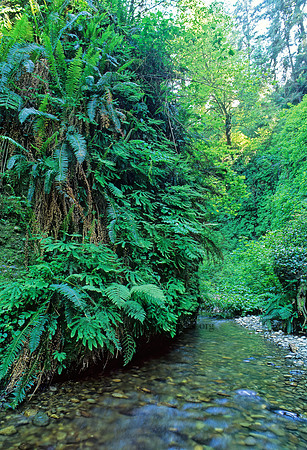 Fern Canyon - Redwoods NP 130632z