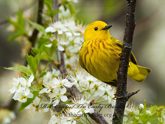 Setophaga petechia  YELLOW WARBLER 8013052z