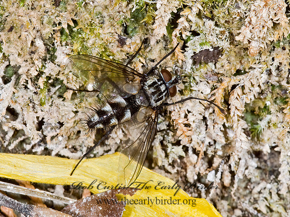 Blondeliini  TACHINID FLY 6025993z