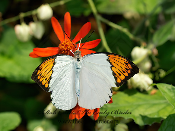 Hebomoia glaucippe  GREAT ORANGETIP 9009173z