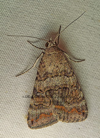 Bulia deducta MELIPOTINI EREBID MOTH 93934 z