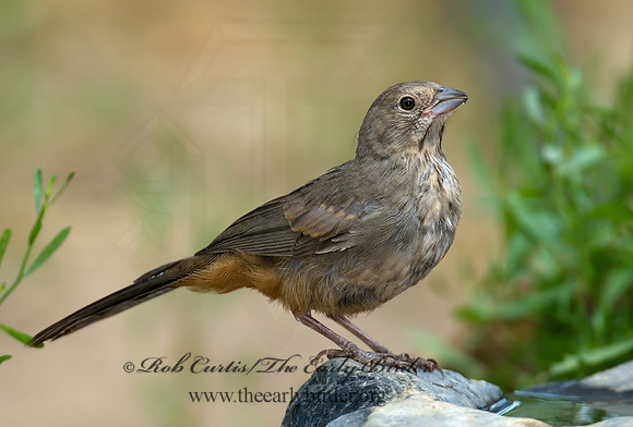 Melozone fusca  CANYON TOWHEE 7008126z
