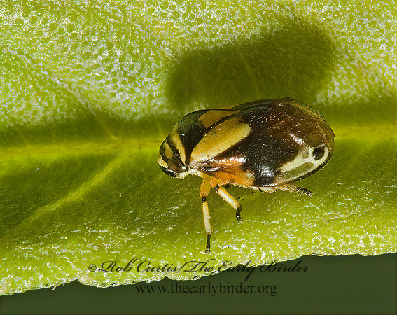 Clastoptera proteus  DOGWOOD SPITTLEBUG 5010128z
