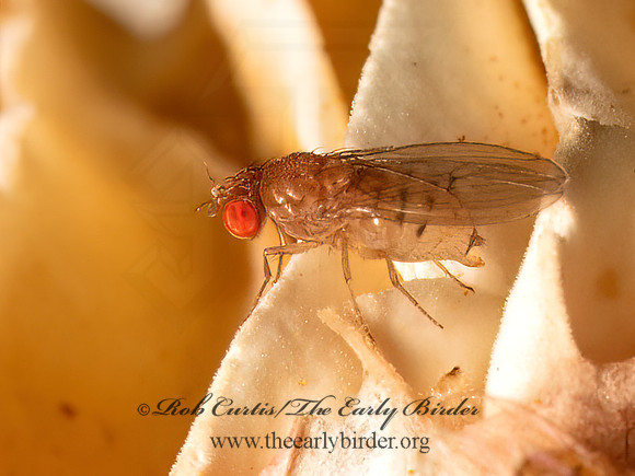 Drosophila FRUIT FLY 9081191z