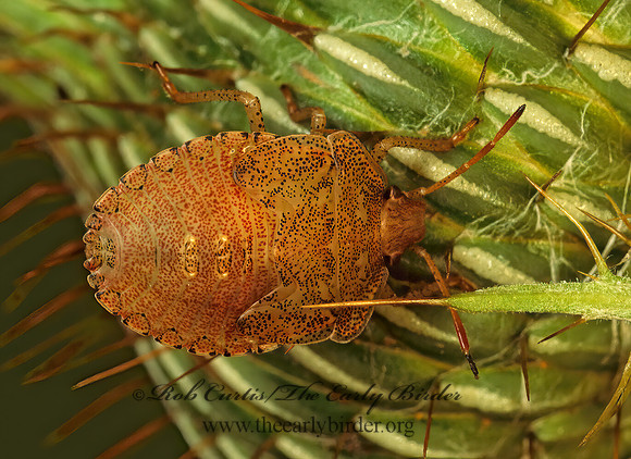 Euschistus  BROWN STINKBUG 116327z