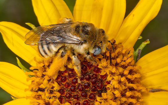 Melissodes  LONG-HORNED BEE 3038829z