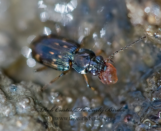 Bembidion 5011476z