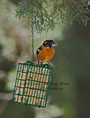 Pheucticus melanocephalus  BLACK HEADED GROSBEAK 5006145z