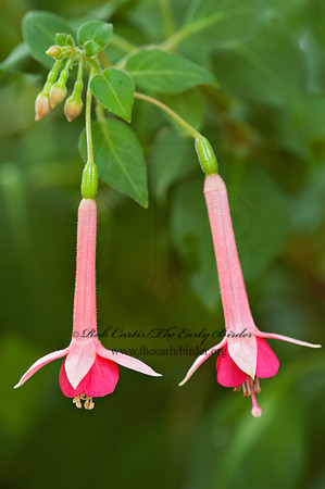 Fuschia  FUSCHIA 5013091 Fuschiaz