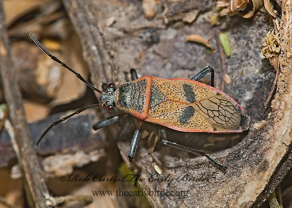 Largus maculatus 6023507z