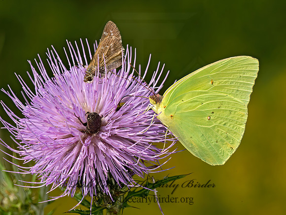 Phoebis sennae  CLOUDLESS SULPHUR 9052625z