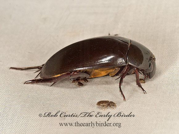 Hydrophilus 9049434z