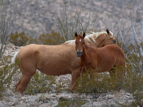 Equus caballus  HORSE 6040619z