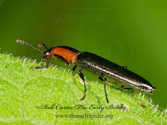 Acropteroxys gracilis  SLENDER LIZARD BEETLE 8015330z