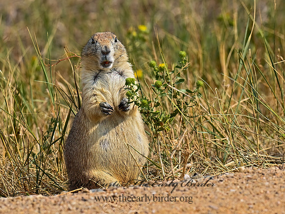 Cynomys ludovicianus  BLACK-TAILED PRAIRIE DOG 6036683z