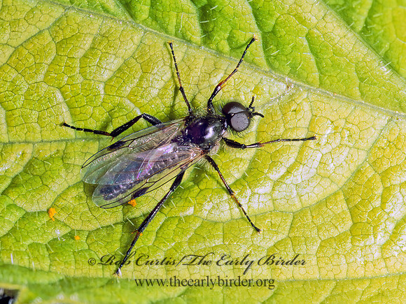 Bibio vestitus  MARCH FLY 237518 Mz