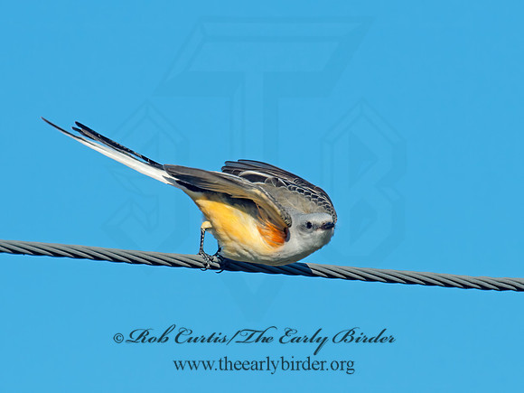 Tyrannus forficatus SCISSOR-TAILED FLYCATCHER 9006773z