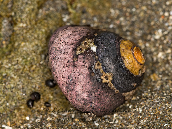 Tegula funebralis  BLACK TURBAN SNAIL 9059359z