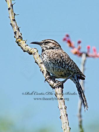 Campylorhynchos brunneicapillus  CACTUS WREN 74207z