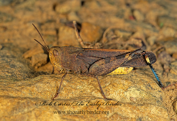 Arphia sulphurea SULPHUR-WINGED GRASSHOPPER 170135z