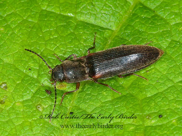 Dalopius  AGROTINI CLICK BEETLE 3014277z